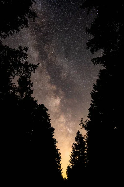 Milchstraßenzentrum Entsteht Zwischen Den Bäumen Eines Waldes — Stockfoto