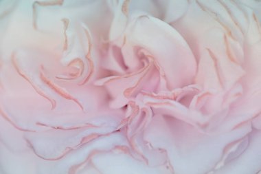 Hassasiyet pembe gülü kapatın. Arka planda yumuşak renk çiçek ve stil bulanıklık. Makro fotoğraf taze gül.