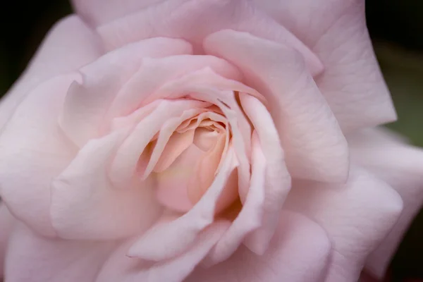 关闭柔情粉红色的玫瑰 柔和的色彩和模糊风格的花背景 新鲜玫瑰的宏观相片 — 图库照片