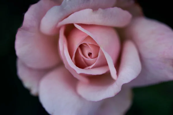 Закрыть Нежную Розовую Розу Цветочный Фон Мягком Цвете Размытом Стиле — стоковое фото