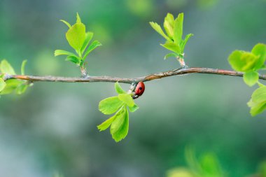 Yeşil yapraklı ve yeşil arka planlı uğur böceği. Böcek uğur böceği yeşil bir yaprağa oturur.
