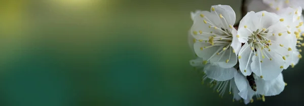 Άνοιξη Blossom Φόντο Όμορφη Φύση Σκηνή Την Ανθισμένη Αμυγδαλιά — Φωτογραφία Αρχείου