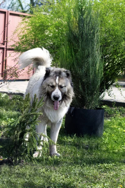 Lindo Perro Pastor Caucásico Hermoso Perro Feliz Jardín Hermoso Perro —  Fotos de Stock