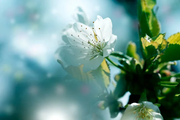 Άνοιξη Blossom Φόντο Όμορφη Φύση Σκηνή Την Ανθισμένη Αμυγδαλιά — Φωτογραφία Αρχείου