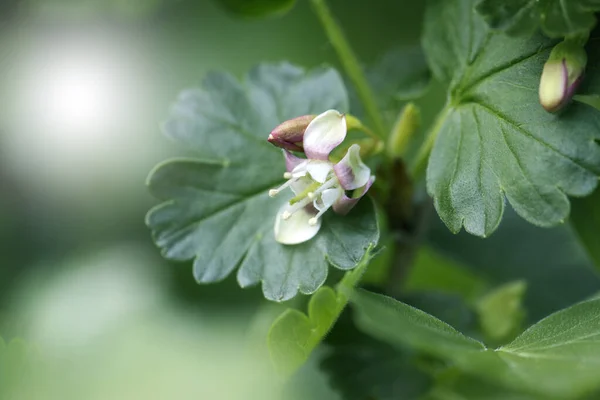 Bloomed Gooseberry Flower Macro Blooming Young Gooseberry Spring Garden Spring — Foto Stock