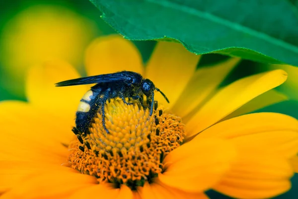 Giant Honey Bee Yellow Summer Flower — Stock Photo, Image