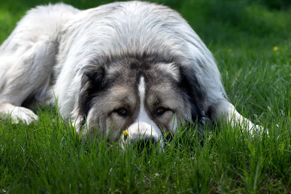 Fluffy Cão Pastor Caucasiano Está Deitado Uma Grama Verde Cão — Fotografia de Stock