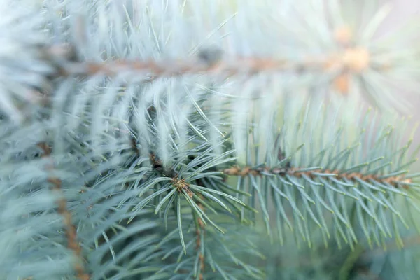 Christmas Tree Branches Close Decorations Green Pine Branches Pine Tree — Stock Photo, Image