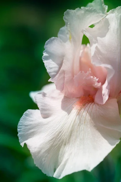 Irisbloem Van Dichtbij Macro Beeld Van Een Iris — Stockfoto