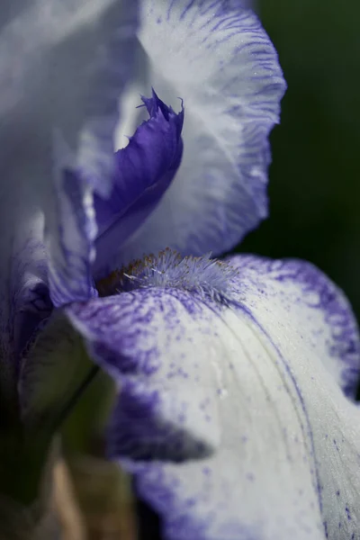 Fleur Iris Près Macro Image Iris — Photo