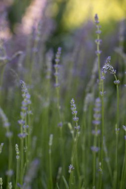 Yaz mevsiminde bitmeyen lavanta çiçekleri açar. lavanta çiçekleri