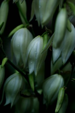 Dekoratif yucca bitki. yucca çiçekler. Çiçek açan Yucca bush. Yucca çalıların bloom. Bahçe Tema.