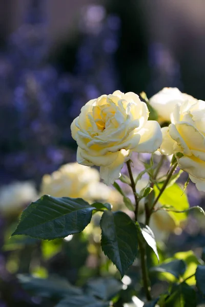 Žluté Růže Zahradě Květ Žluté Růže Letní Zahradě — Stock fotografie