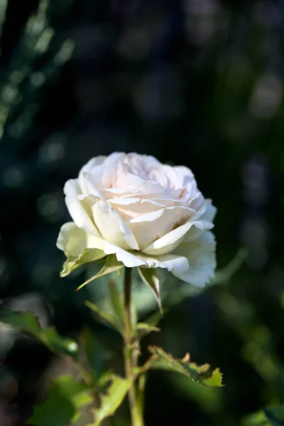 Zblízka Zvedla Nabídka Detailní Záběr Krásné Růže Zahradě — Stock fotografie