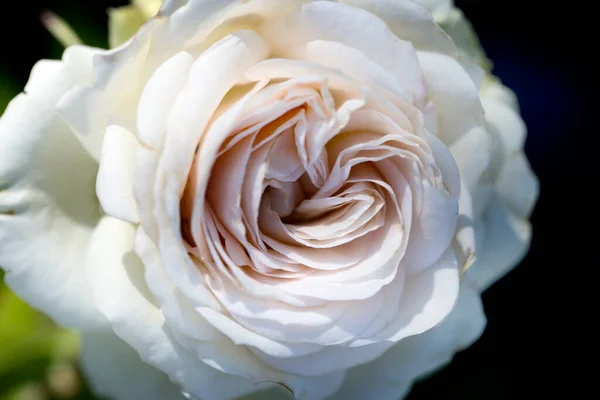 特写玫瑰 花园里一枝美丽的玫瑰的特写 — 图库照片