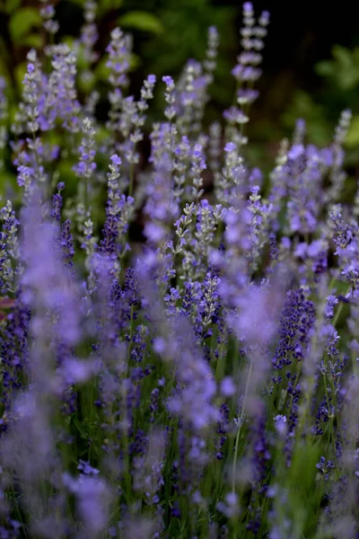 Endless Fields Lavender Flowers Bloom Summer Time Lavender Flowers — Stock Photo, Image