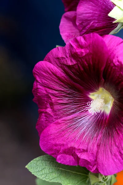 Purpurfarbener Malven Oder Rosenmalvenblütenkopf Makrofoto Makrofoto Vom Lila Hollyhock — Stockfoto