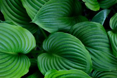 yaprak, soyut yeşil doku, doğa arka plan Yeşil yapraklar desen arka plan