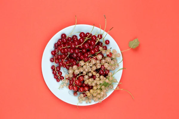 Currant Berries Plate Top View — Stock Photo, Image