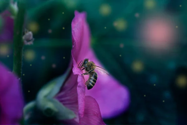 Macro Honey Bee Apis Feeding Flower Honey Bee Collecting Pollen — Stockfoto