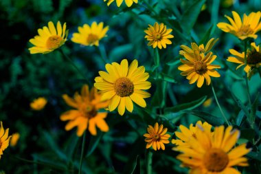 sevimli sarı yaz flowers.delicate sarı çiçek. kırılgan narin sarı çiçekler