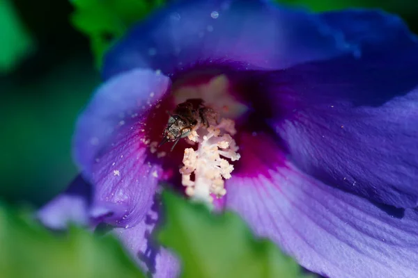 紫色の花から蜜を吸います 蜂は庭の紫色の小さな花で蜜を食べる — ストック写真