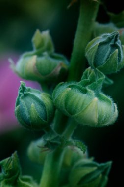 Mallow. Güzel pembe bukleler ya da sakızlar