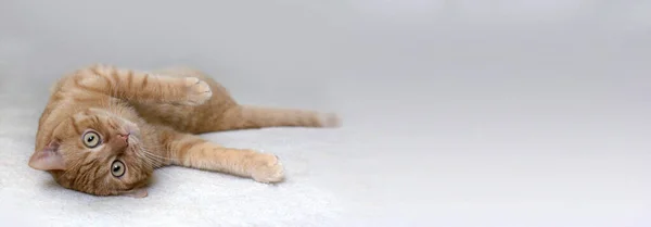 Χαριτωμένη Κόκκινη Γάτα Πορτρέτο Της Κόκκινης Γάτας — Φωτογραφία Αρχείου