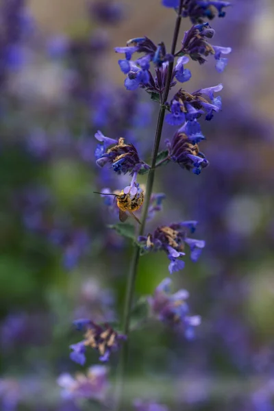 Bee Sucking Nectar Purple Flowers Bee Eating Nectar Purple Little — Stock Photo, Image