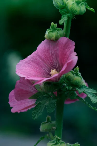Mallow Krásné Růžové Punčochy Nebo Sladové — Stock fotografie