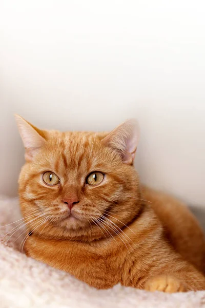 Niedliche Rote Katze Porträt Der Roten Katze — Stockfoto