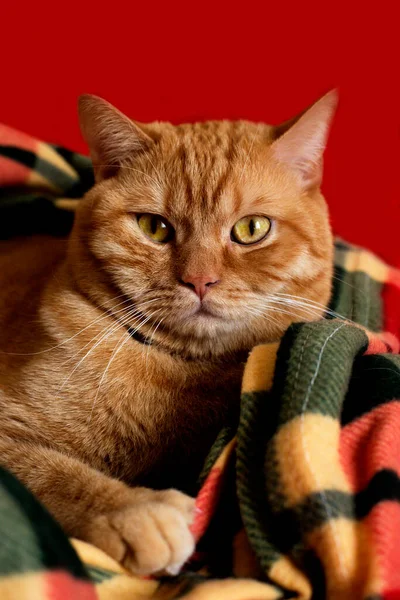 Lindo Gato Rojo Retrato Gato Rojo — Foto de Stock