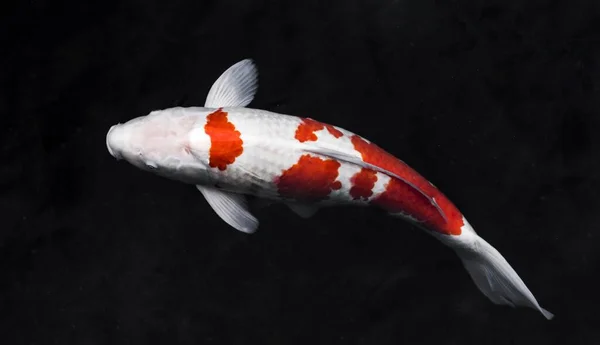 Top view colorful koi fishes. High quality beautiful photo concept — Stock Photo, Image