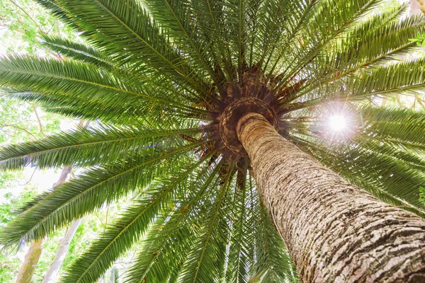 sun flare tropical date palm tree. High quality beautiful photo concept