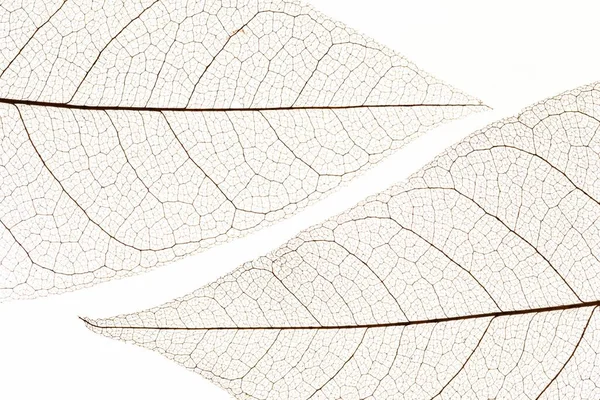 Flat lay textura folhas transparentes. Conceito de foto bonita de alta qualidade — Fotografia de Stock