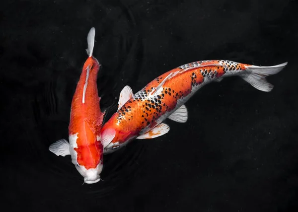 Pemandangan koi fishes2 yang berwarna-warni. Konsep foto berkualitas tinggi yang indah — Stok Foto