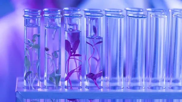 Laboratório de biotecnologia de tubos de ensaio. Conceito de foto bonita de alta qualidade — Fotografia de Stock
