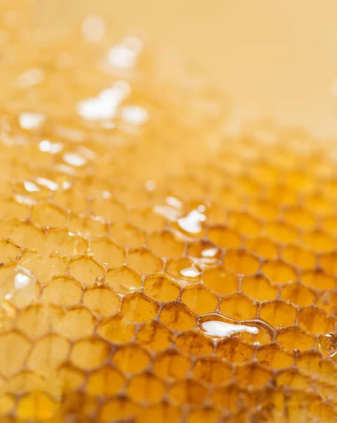 Close up honey comb. High quality beautiful photo concept — Stock Photo, Image