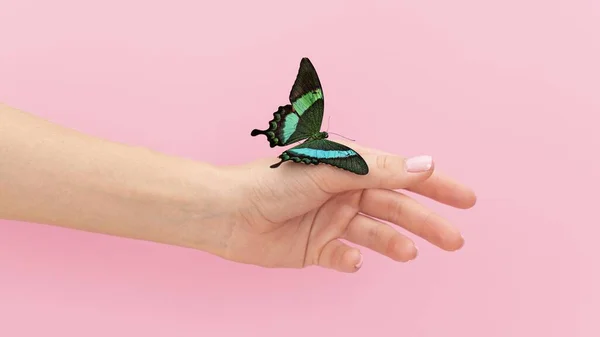 Cerrar vista mariposa mano sentada. concepto de foto hermosa de alta calidad — Foto de Stock