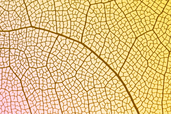 黄色いバックライト付きの透明な葉。高品質の写真 — ストック写真