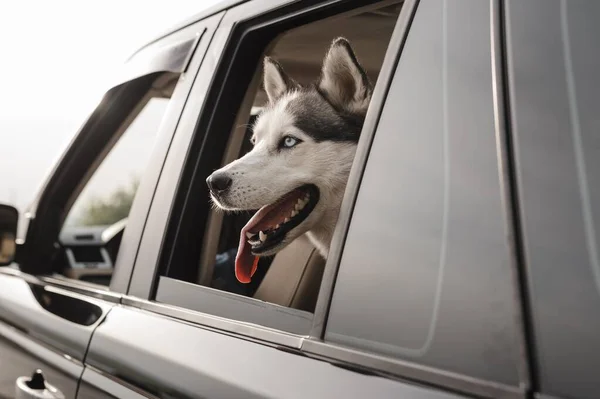 Niedlichen Husky guckt seinen Kopf aus dem Fenster während der Fahrt mit dem Auto. Hochwertiges Foto — Stockfoto