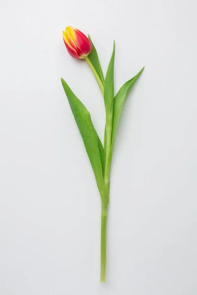 Vue du dessus fleur de tulipes — Photo