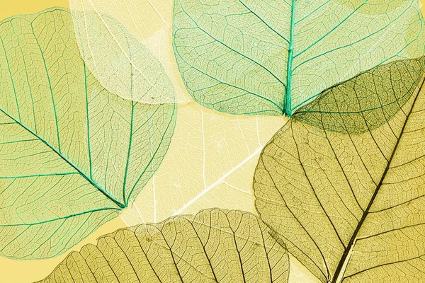 美しい詳細マクロの葉 — ストック写真
