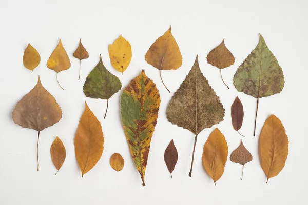 Row composition with multicolored autumn leaves. High quality photo — Stock Photo, Image