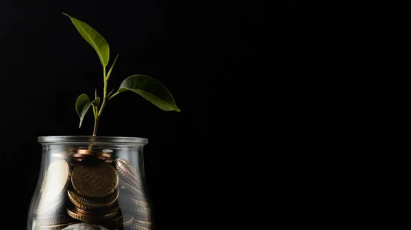 plant growing from jar coins with copy space. High quality photo