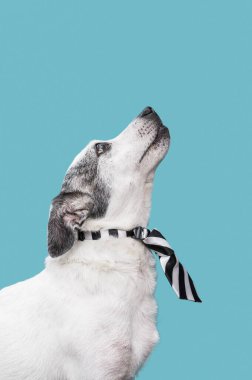 sevimli köpek konseptine bak. Yüksek kalite fotoğraf