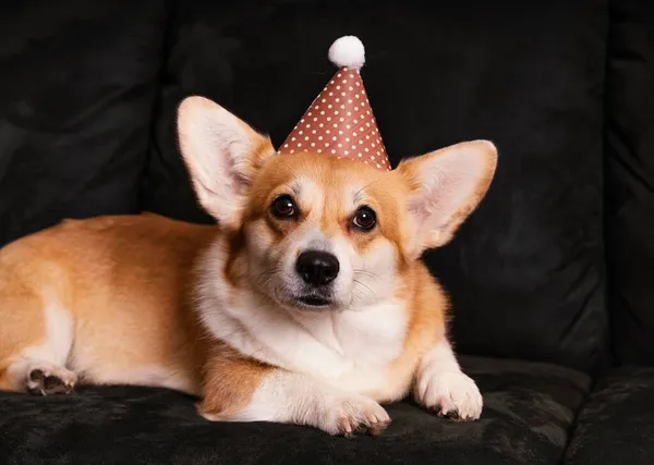 Lindo perro con sofá sombrero de fiesta. Foto de alta calidad — Foto de Stock