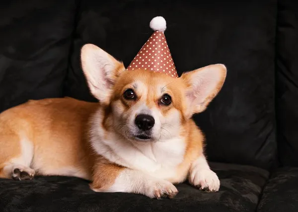 Leuke hond met feesthoedenbank. Hoge kwaliteit foto — Stockfoto