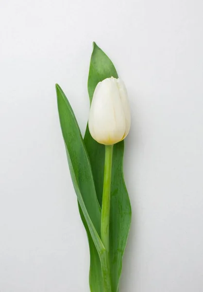 Widok z góry tulipany kwiat. Wysokiej jakości zdjęcie — Zdjęcie stockowe