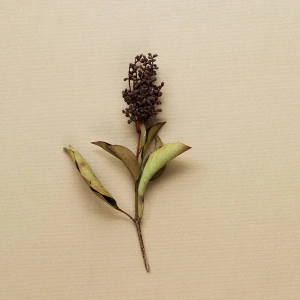 乾燥植物幹ベージュの背景。高品質の写真 — ストック写真